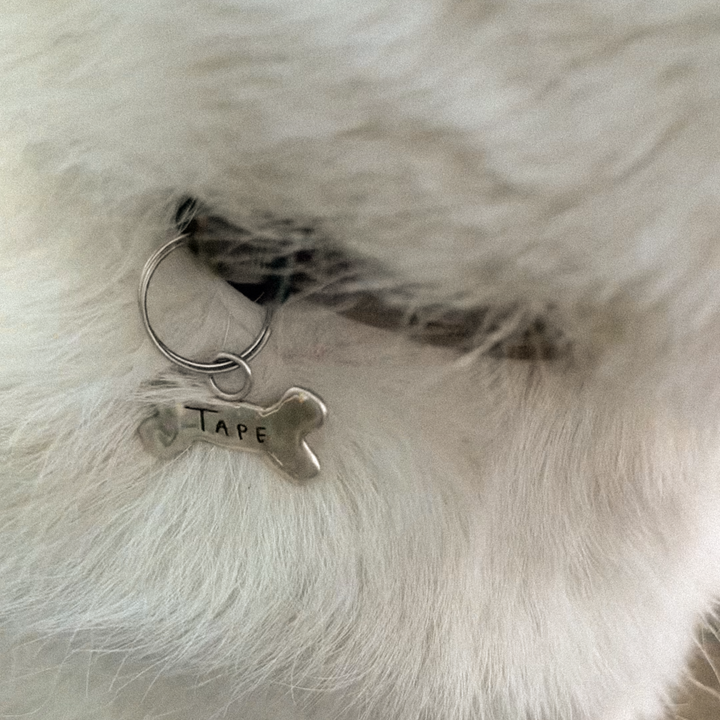 Dog Tag